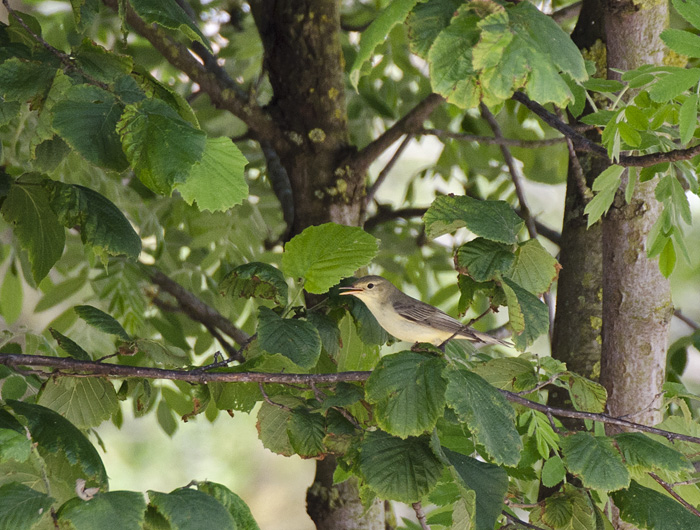 Beccafico o Canapino?